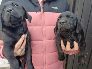 Labrador Retriever dogs Lovely labrador puppies - Advert 16