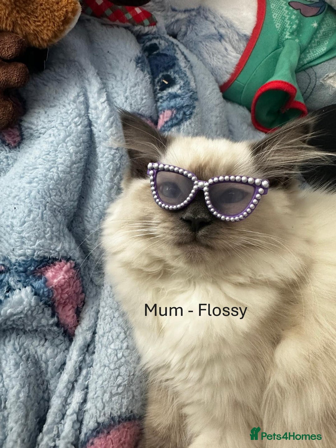 Ragdoll cats for sale: 3 Girl Ragdolls Available, Cute and fluffy!  - Advert 3