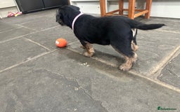 Border Terrier dogs for sale: Border Terrier Pups -Beautiful Pedigree  - Image 39