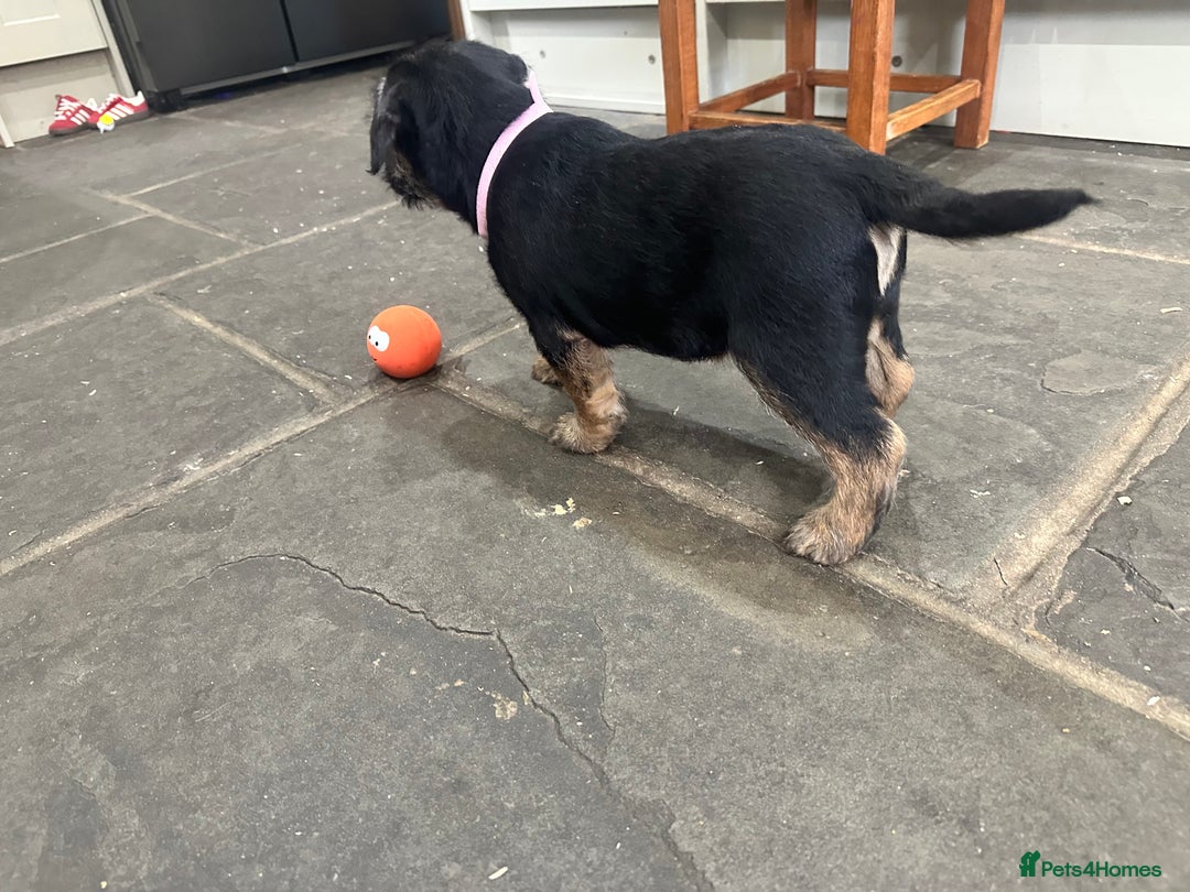 Border Terrier dogs for sale: Border Terrier Pups -Beautiful Pedigree  - Image 39