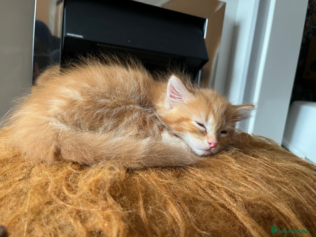Mixed Breed cats for sale: Pair of Gorgeous ginger kittens 🐅🐅 - Image 8
