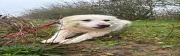 Mixed Breed dogs for adoption: Rosie - Norwich Norfolk  in Norwich - Advert 21