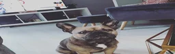 French Bulldog dogs for sale: 6 year old boy to be rehomed. in Tipton - Advert 6
