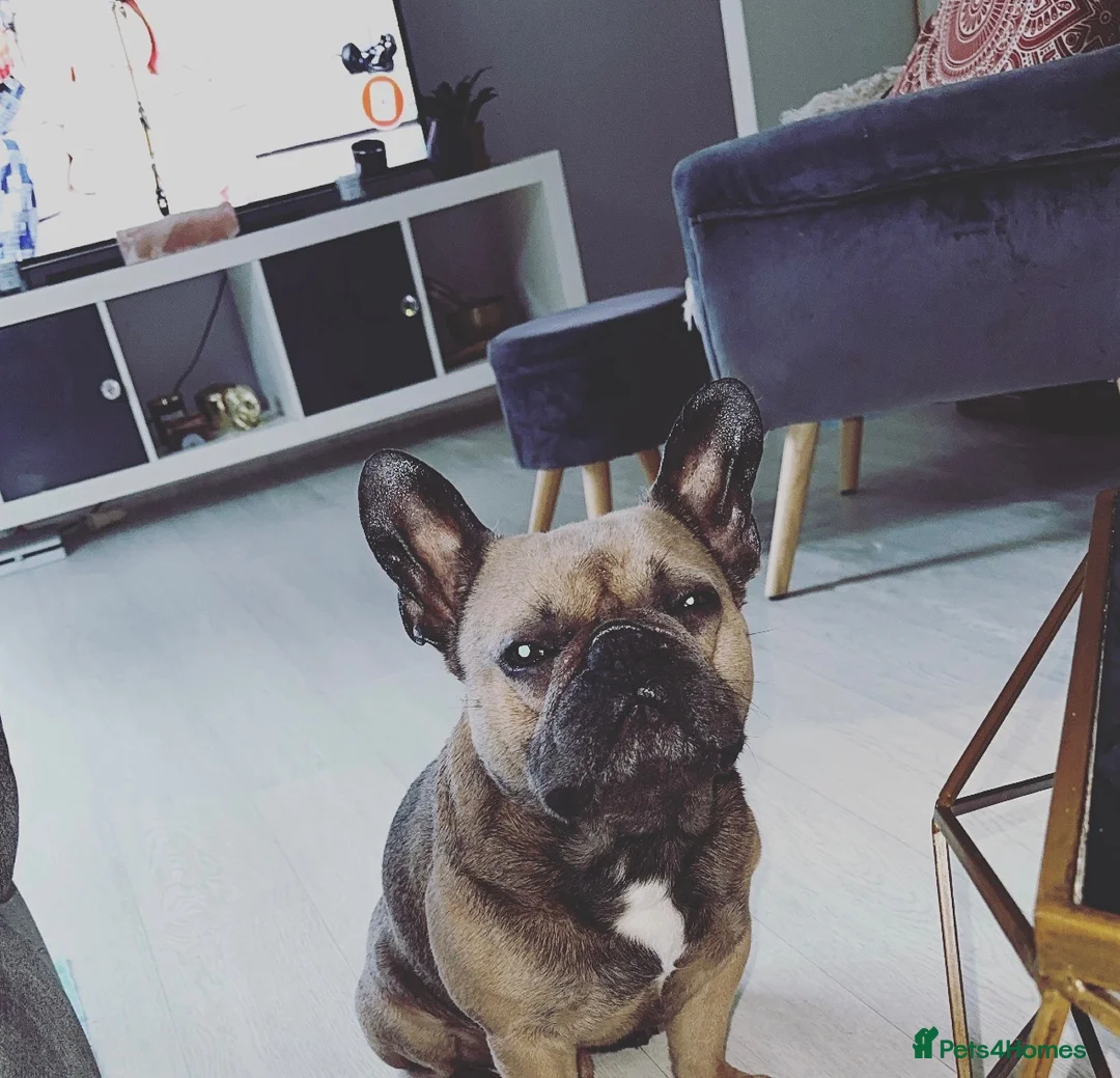French Bulldog dogs for sale: 6 year old boy to be rehomed. in Tipton - Advert 6