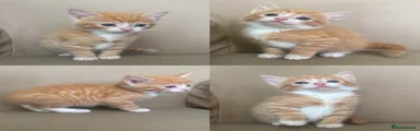 Mixed Breed Kitten 1
