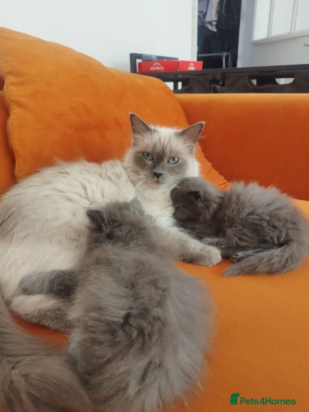 Ragdoll cats for sale: Ragdoll x British Shorthair kittens  - Advert 2