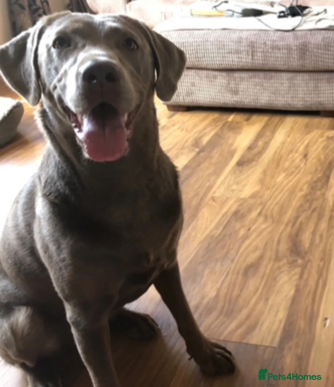 Labrador Retriever dogs for stud: STUD WANTED - Silver Labrador  in Cupar - Advert 2