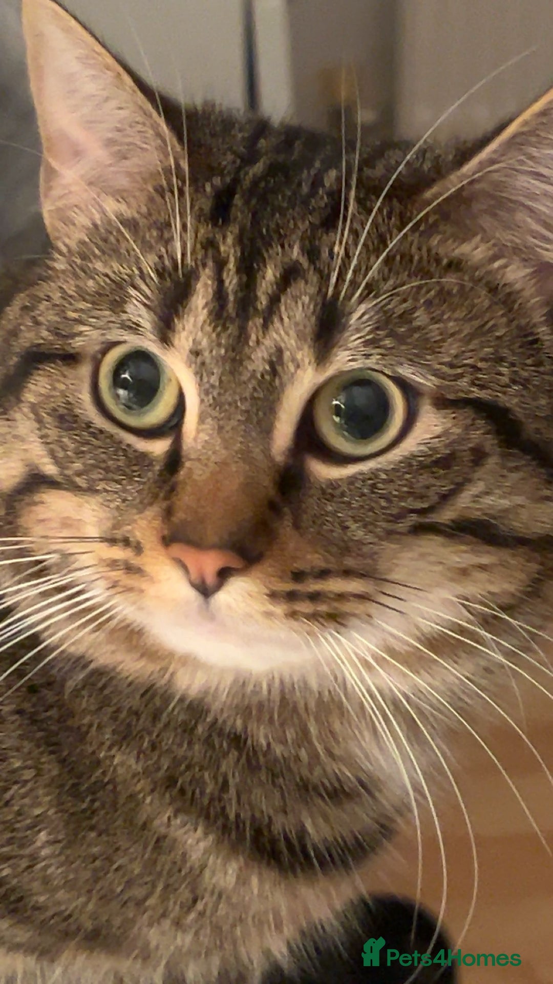 British Shorthair cats for sale: 2 year old male  - Advert 5