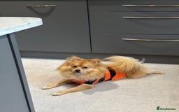 Mixed Breed dogs for sale: 1 year old Pomspitz for sale  - Image 5