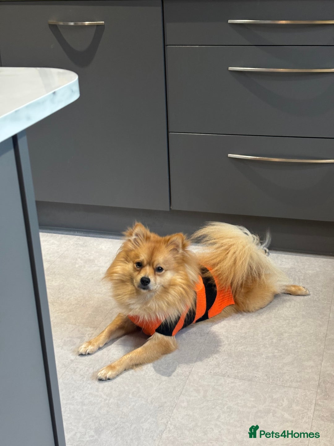 Mixed Breed dogs for sale: 1 year old Pomspitz for sale  - Image 5