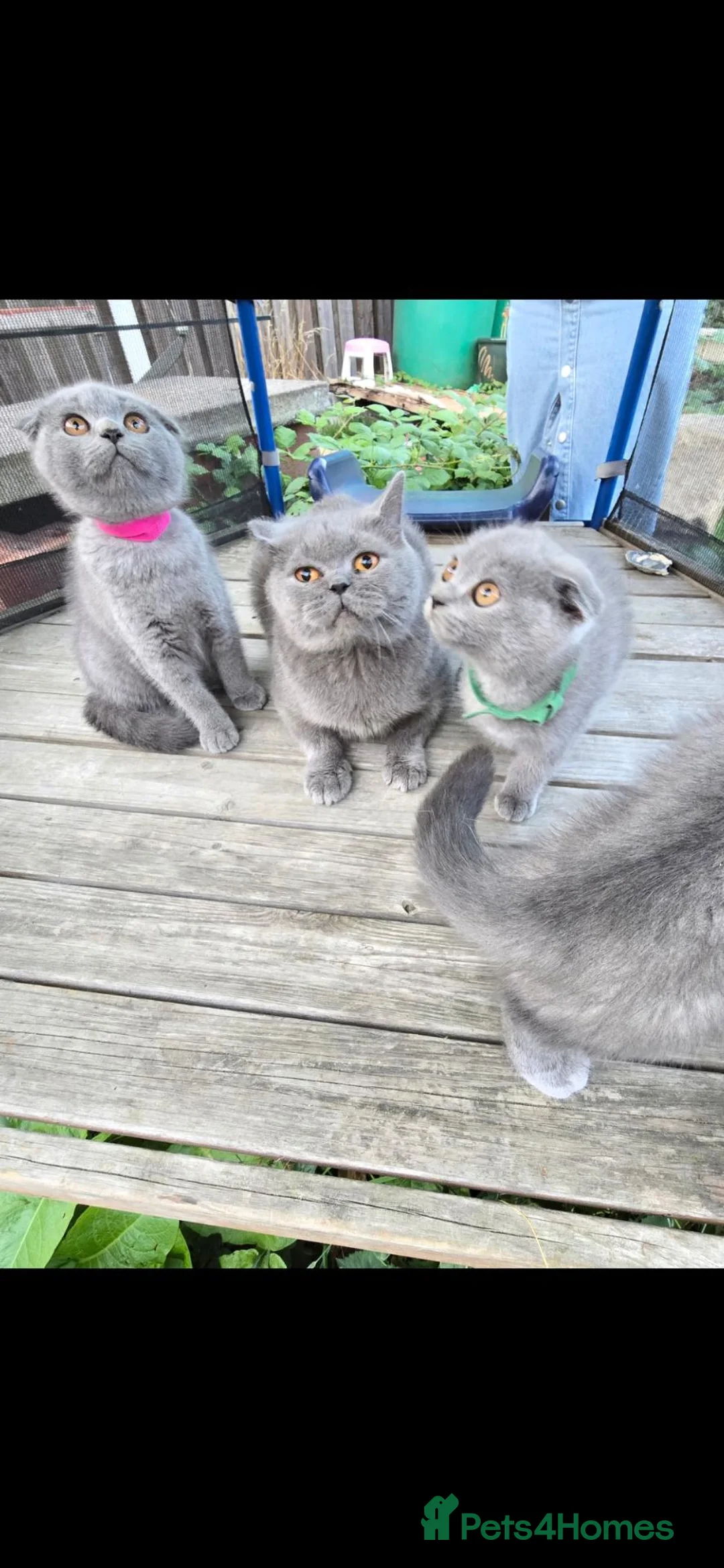 Scottish Fold cats for sale: scottish fold blue  - Advert 13