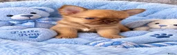 Chihuahua dogs for sale: Stunning Thai chihuahua puppies  - Advert 9