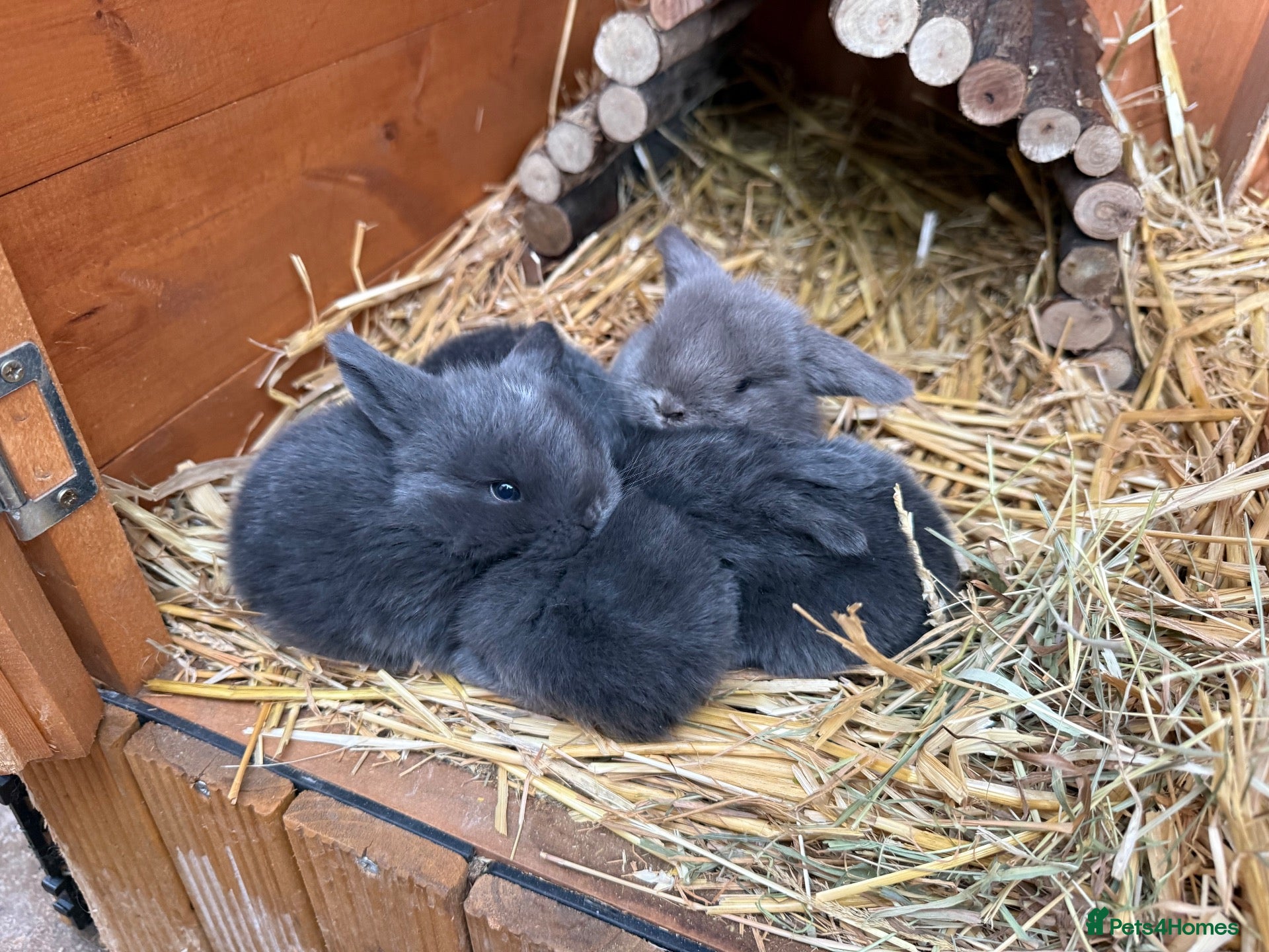 Mini Lop rabbits 6 Mini Lops - Waiting list open - Advert 1