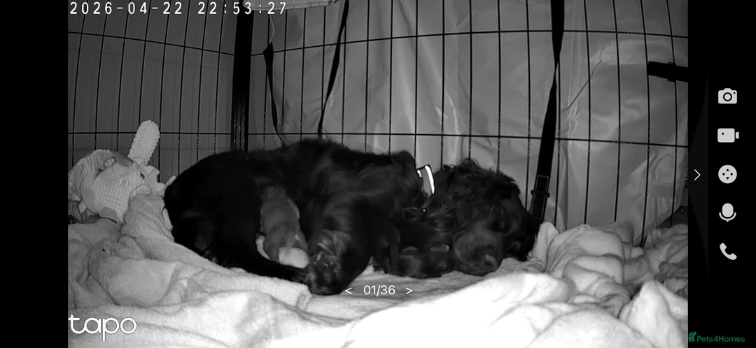 Cockapoo dogs for sale: F1B cockapoo puppies available - Advert 11