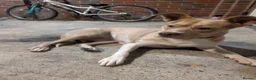 Mixed Breed dogs for sale: American staff cross husky  in Worcester Park - Advert 5