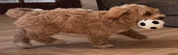 Australian Labradoodle dogs for sale: Multi-Gen Australian Labradoodle Puppies - Advert 17