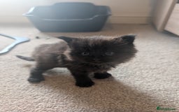 Maine Coon cats for sale: Kittens for sale - Image 10
