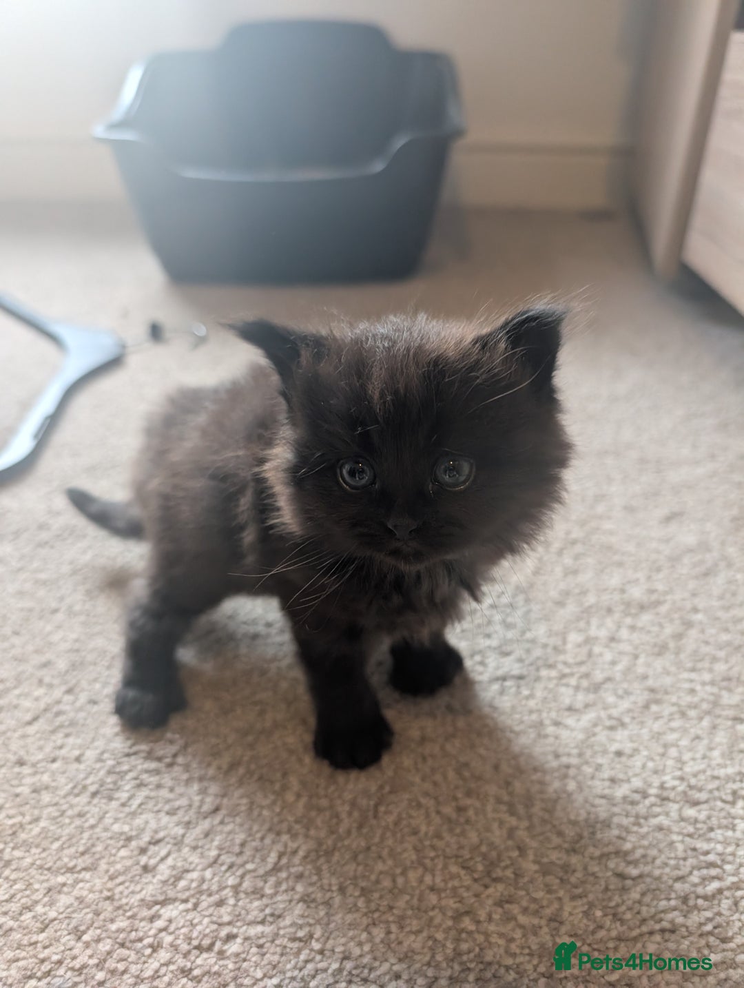 Maine Coon cats for sale: Kittens for sale - Image 10