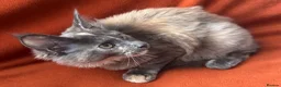 Maine Coon cats for sale: ONLY 2 LEFT GCCF PEDIGREE MAINECOON KITTENS - Advert 12