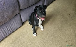 Staffordshire Bull Terrier dogs for sale: Staffordshire bull terrier puppies. - Image 11