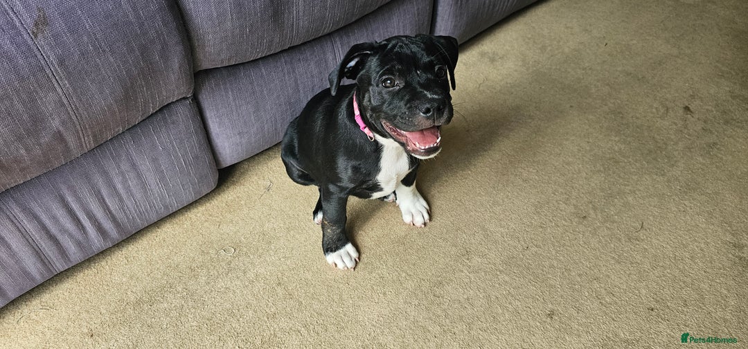 Staffordshire Bull Terrier dogs for sale: Staffordshire bull terrier puppies. - Image 11
