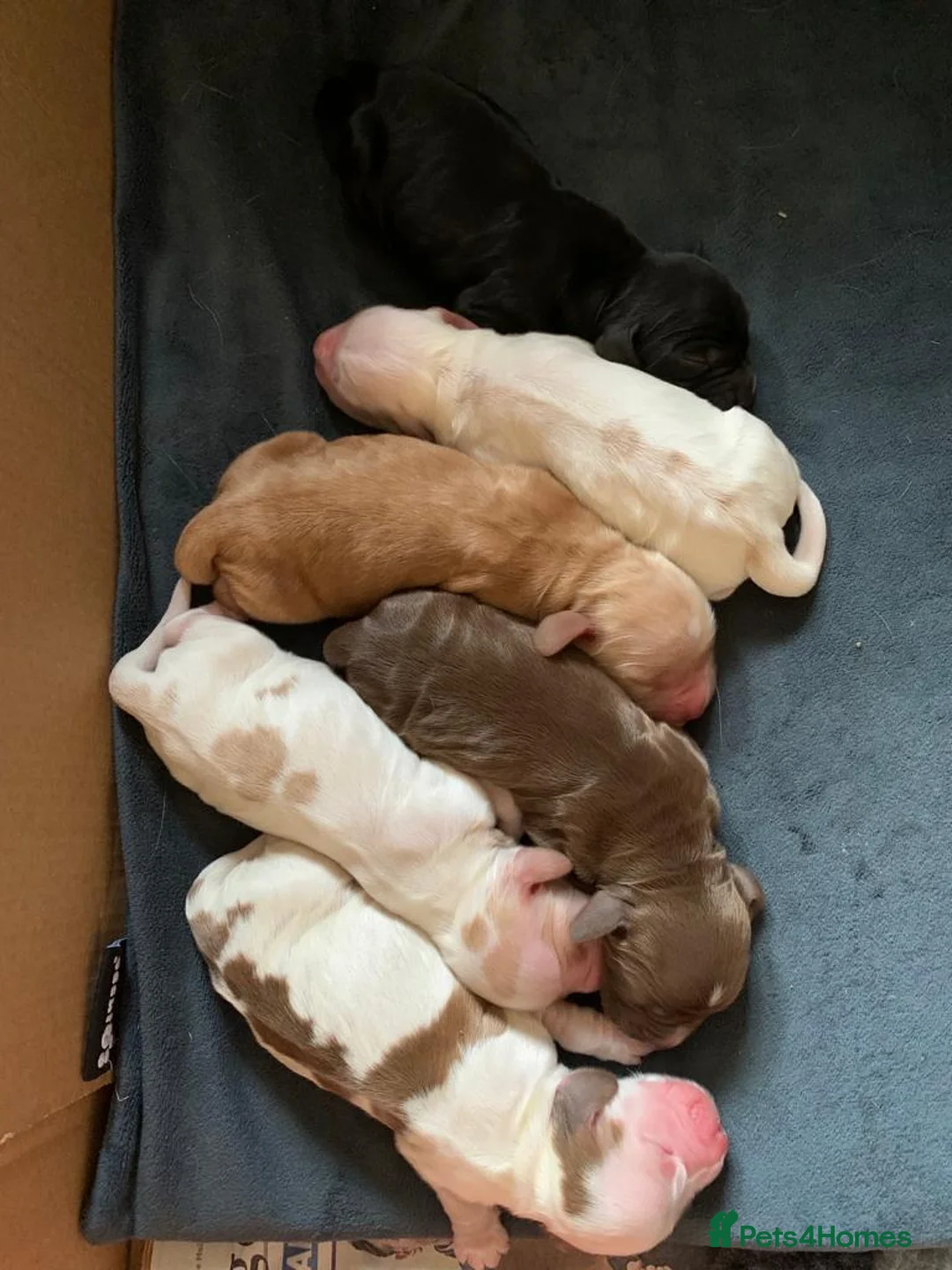 Cocker Spaniel dogs for stud: Show cocker health tested stud CHOCOLATE SABLE in Brentwood - Advert 11