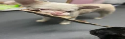 French Bulldog dogs for stud: 💕Rocco- pink fluffy boy for stud💕 - Advert 7