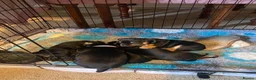 Jack Russell dogs for sale: Jack Russell Puppies for Sale - Advert 9