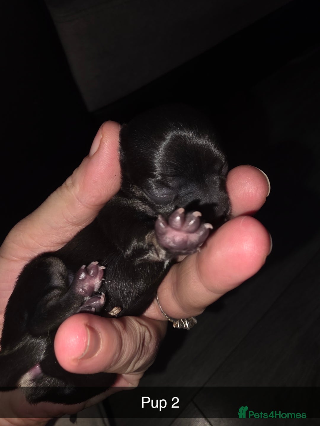 Chihuahua dogs for sale: 4 chihuahua girls - Advert 17