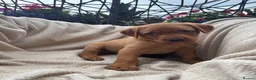 Labrador Retriever dogs for sale: Fox Red Labrador Puppy’s for Sale - Advert 34