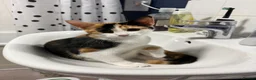 Mixed Breed cats for sale: Beautiful Calico Female kitten available - Advert 1