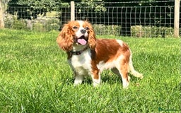 Cavalier King Charles Spaniel dogs for sale: Beautiful KC Registered Cavalier Puppies  - Image 7