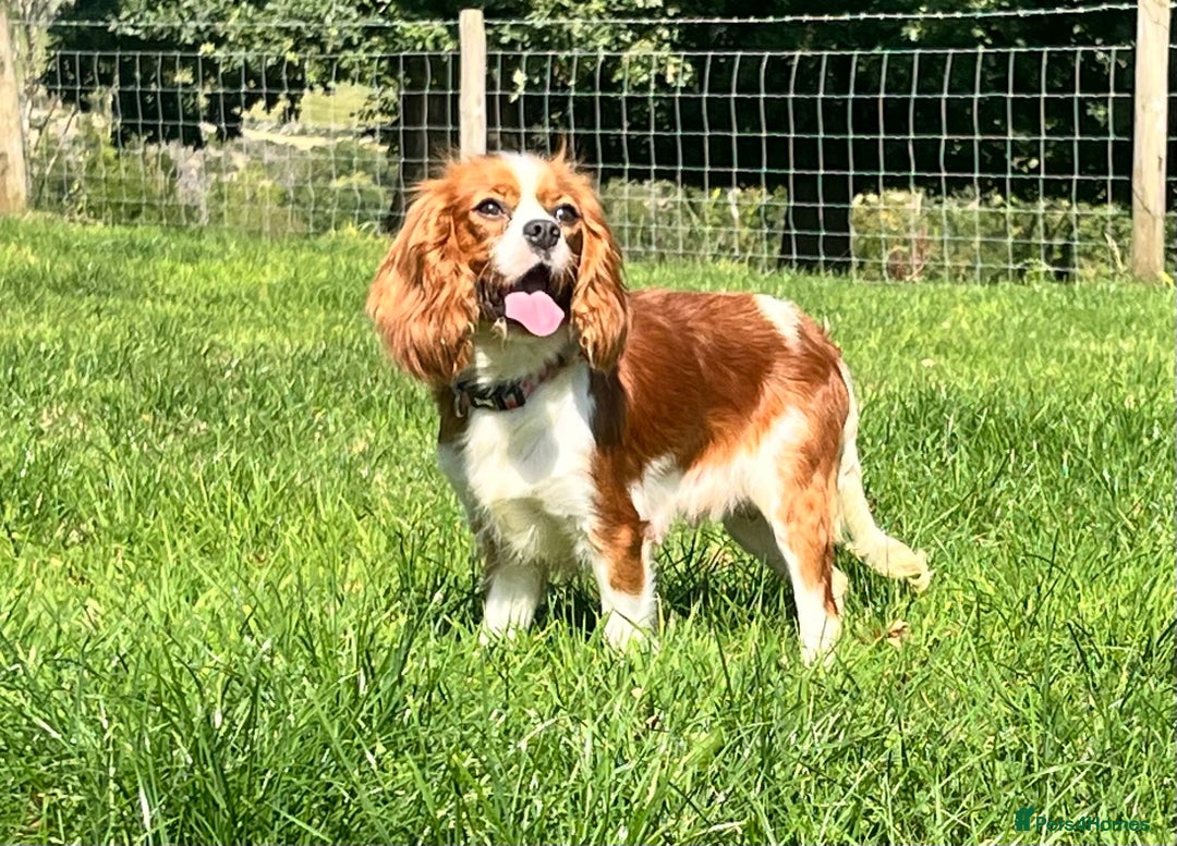 Cavalier King Charles Spaniel dogs for sale: Beautiful KC Registered Cavalier Puppies  - Image 7