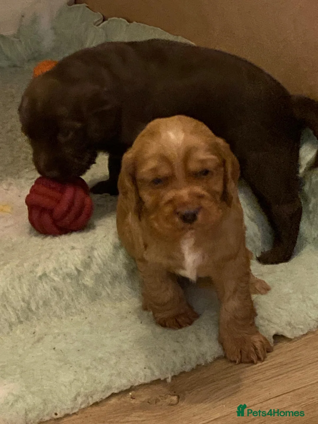 Cocker Spaniel dogs for sale: Lovely Litter of KC registered puppies for sale - Advert 9