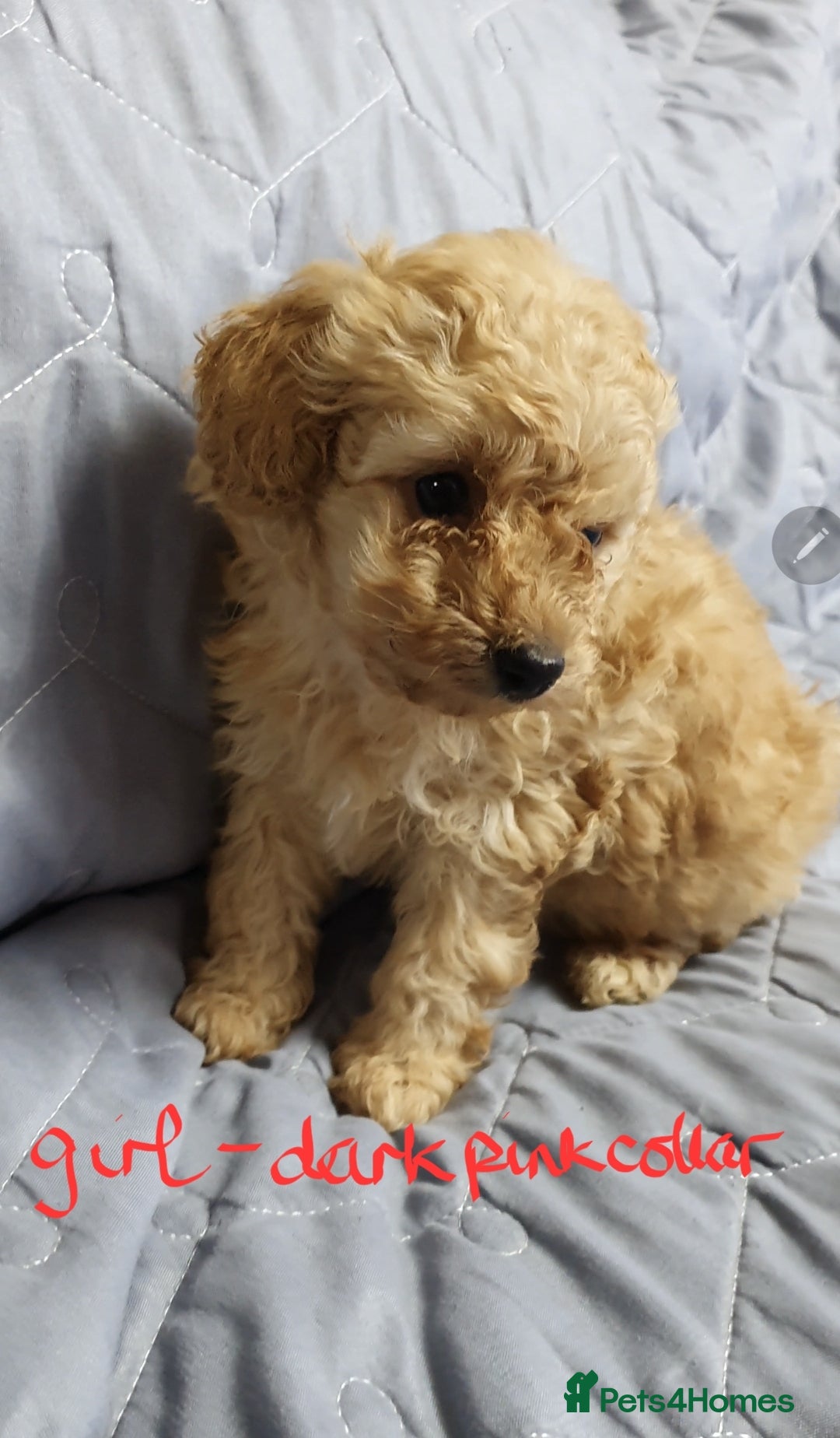Toy Poodle dogs for sale: ASIAN CHAMPION lineage, KC registered Toy Poodles - Advert 19