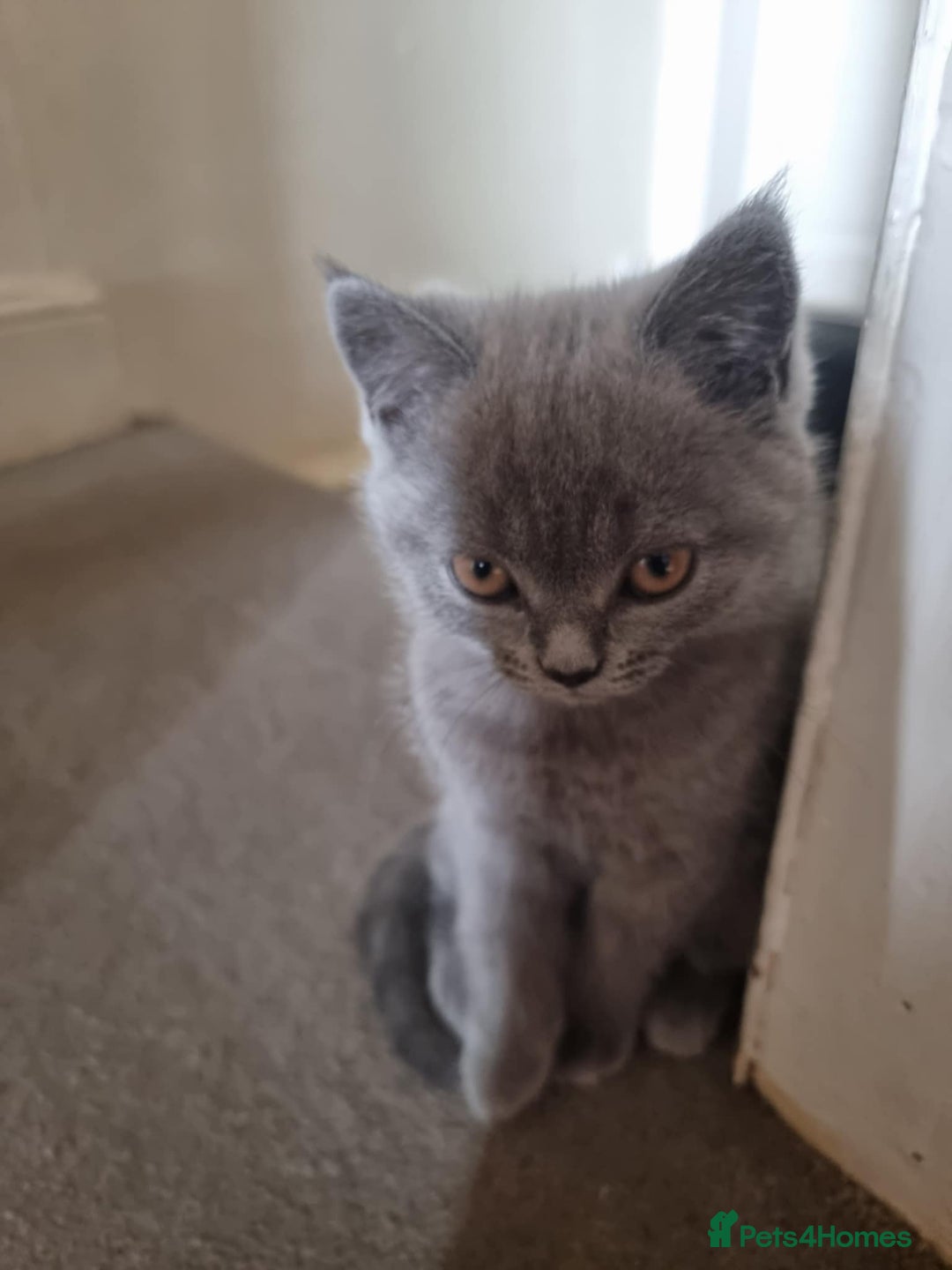 British Shorthair cats for sale: British short hair kittens for sale - Image 6