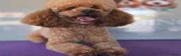 Toy Poodle dogs for sale: Toy poodle adult male  - Advert 3