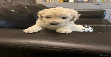 Bordoodle dogs BORDOODLE puppies DNA screened  - Advert 4