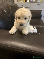 Bordoodle dogs BORDOODLE puppies DNA screened - Advert 7