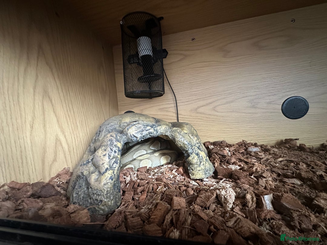 Python Snake reptiles for sale: Butter het clown ball python - Image 4