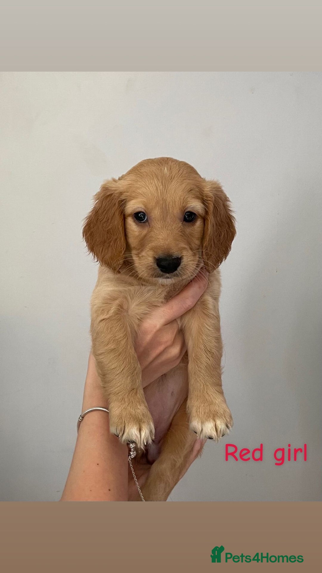 Mixed Breed dogs for sale: Gorgeous Labrador X Cockerpoo puppies in Bromley - Image 1
