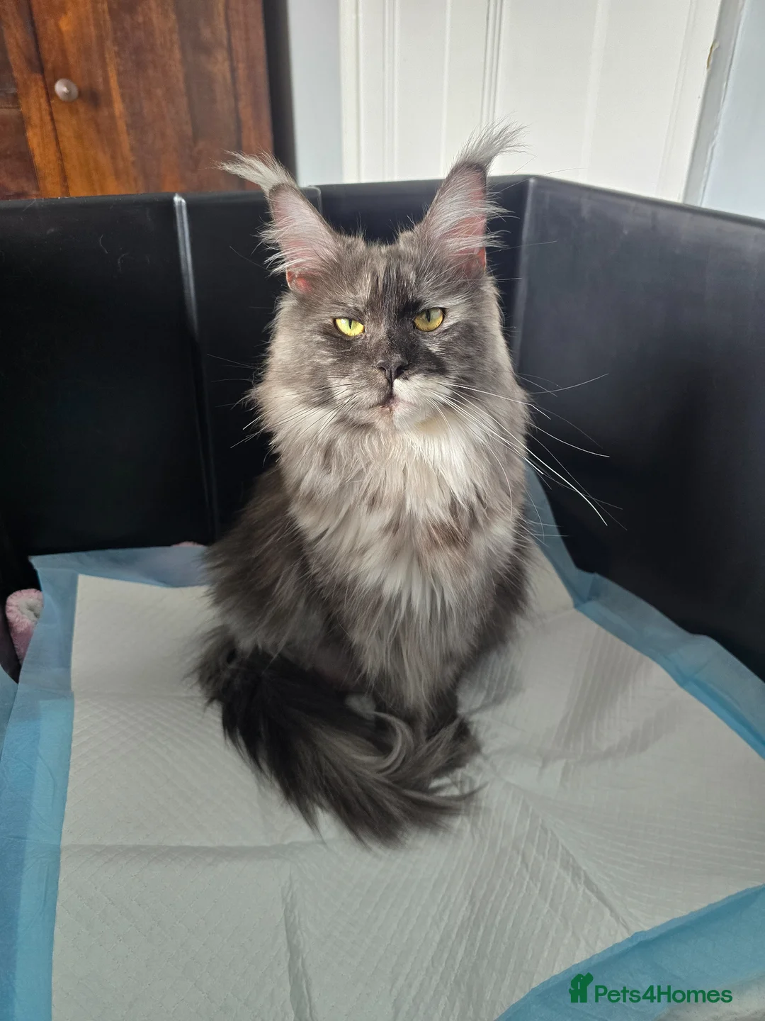 Maine Coon cats for sale: Red Tabby Maine Coons  - Advert 2