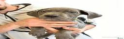 Cane Corso dogs for sale: 10 stunning purebred cane corso puppies  - Advert 7