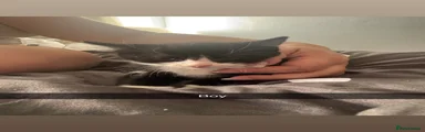 Domestic Shorthair 1