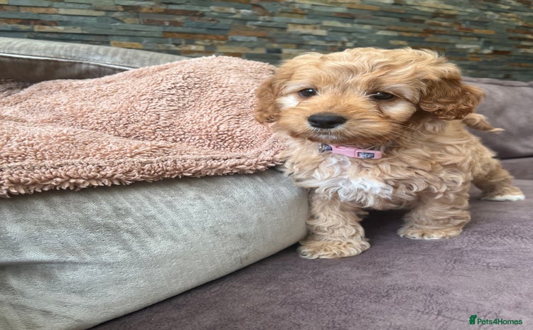Cockapoo dogs - Advert 15