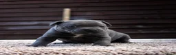 Staffordshire Bull Terrier dogs for sale: Amazing Staffordshire bull terrier litter!  in Welwyn Garden City - Advert 9