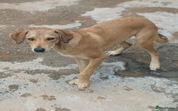 Mixed Breed dogs for adoption: Snoop needs a home with another dog! - Image 4