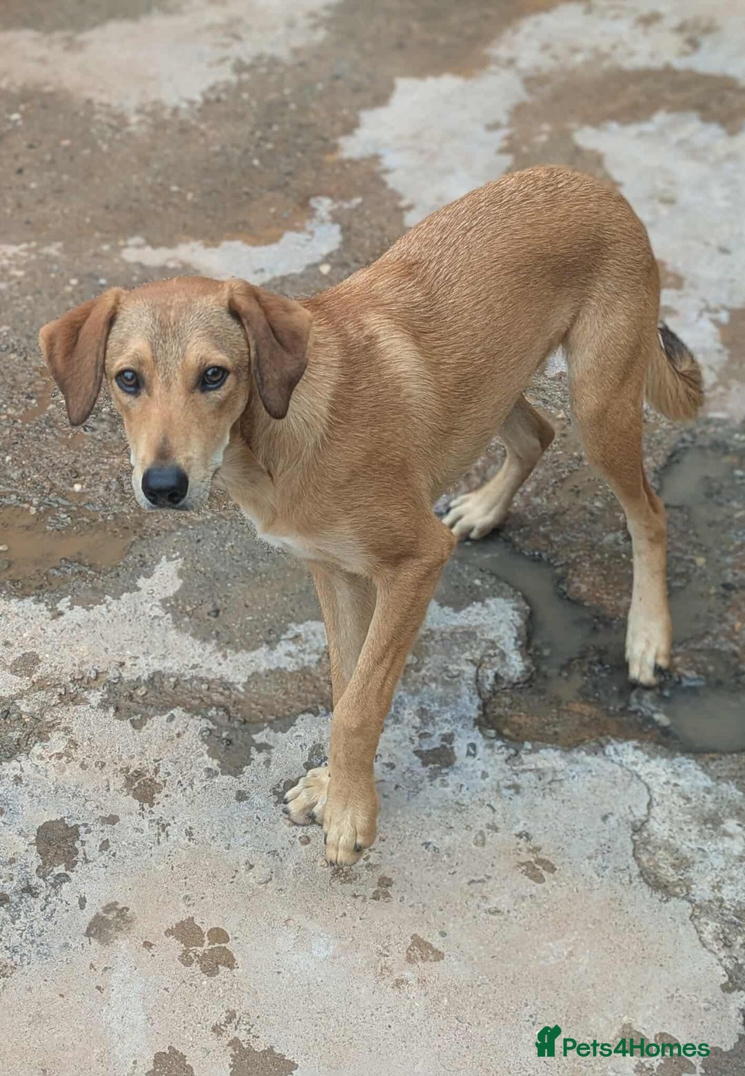 Mixed Breed dogs for adoption: Snoop needs a home with another dog! - Image 4