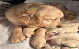 Golden Retriever dogs for sale: Goldren retriever puppies  - Image 15