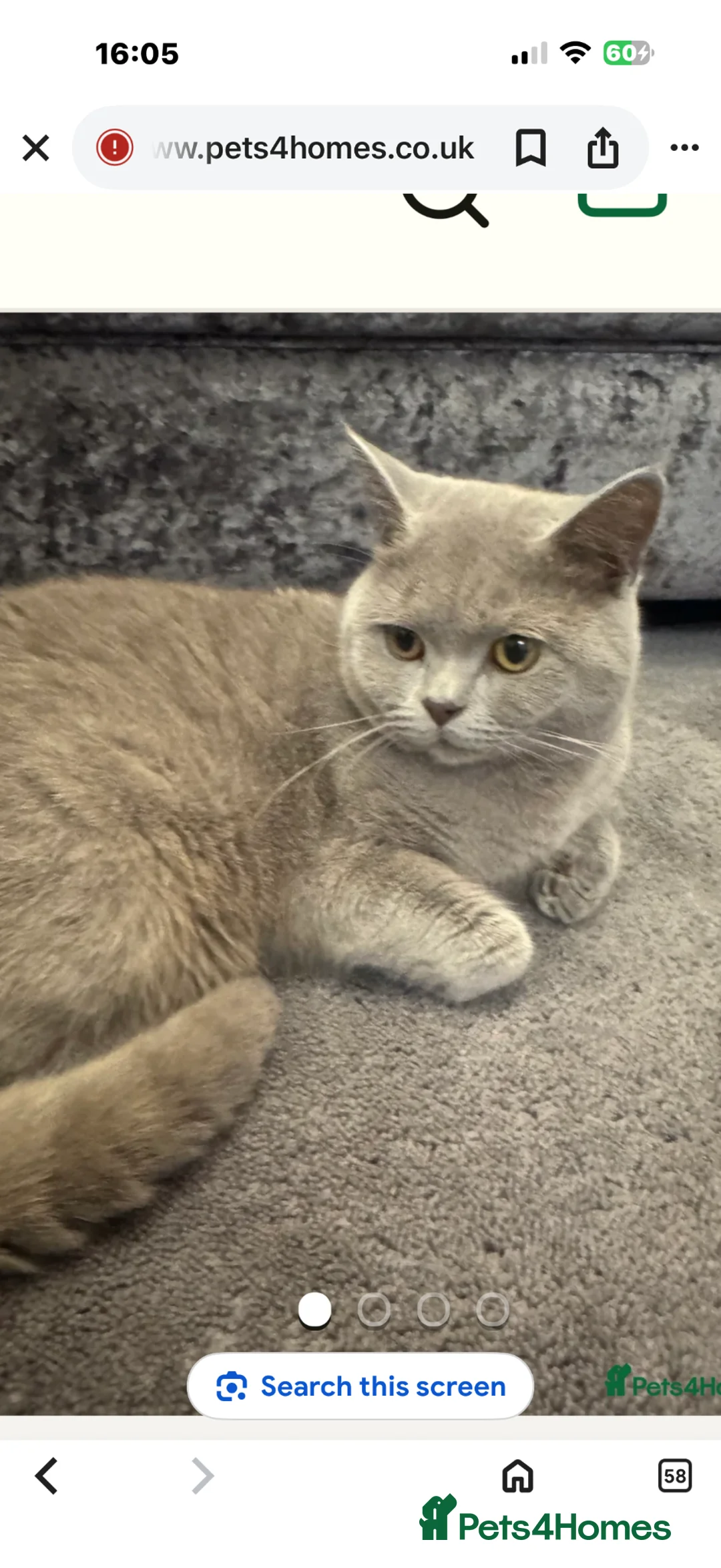 British Shorthair cats for stud: STUNNING LILAC BSH MALE FOR STUD - Advert 2